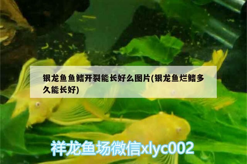 銀龍魚魚鰭開裂能長好么圖片(銀龍魚爛鰭多久能長好)