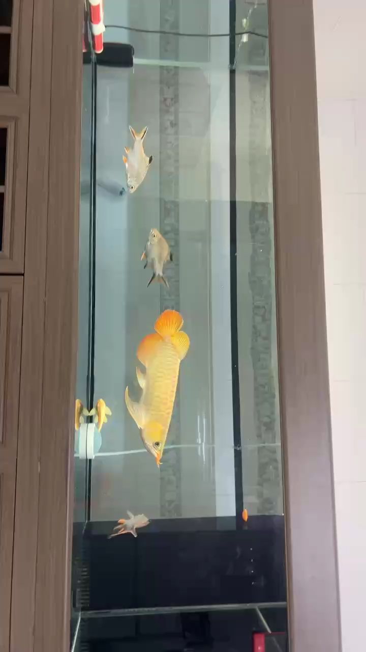 這魚能紅嗎？ 這魚能紅嗎？ 龍魚論壇