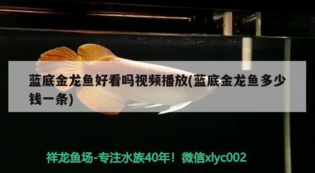 藍底金龍魚好看嗎視頻播放(藍底金龍魚多少錢一條) 藍底金龍魚好看嗎視頻播放(藍底金龍魚多少錢一條) 錦鯉魚百科