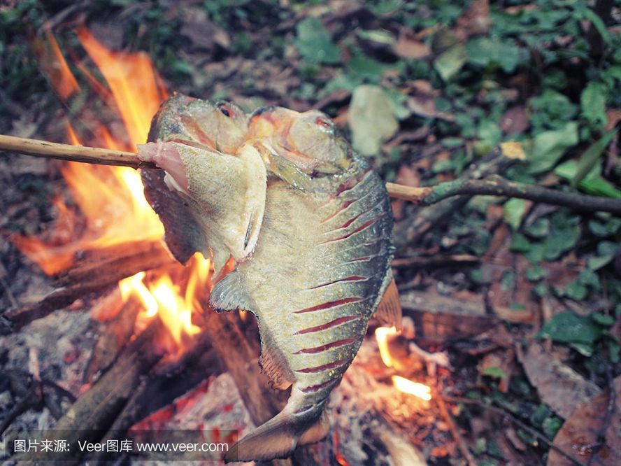 虎魚一般吃什么：虎魚吃什么 虎魚一般吃什么：虎魚吃什么 虎魚百科 第3張
