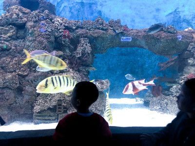 水族館里的魚有哪些（關(guān)于水族館里的魚類介紹）