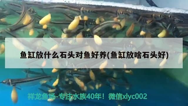 魚缸放什么石頭對魚好養(魚缸放啥石頭好) 魚缸放什么石頭對魚好養(魚缸放啥石頭好) 可麗愛魚缸 第1張
