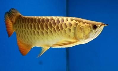 如何判斷過背金龍魚健康狀態(tài):判斷金龍魚的健康狀態(tài),過背金龍魚的健康狀態(tài)是否健康