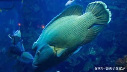 水族館是賣什么的啊知乎（北京動物園水族館） 水族館是賣什么的啊知乎（北京動物園水族館） 水族館百科（水族館加盟） 第4張