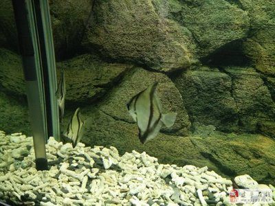 水族館是賣什么的啊知乎（北京動物園水族館） 水族館是賣什么的啊知乎（北京動物園水族館） 水族館百科（水族館加盟） 第5張