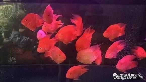 大型紅色觀賞魚有哪些種類的(大型紅色觀賞魚包括以下幾個(gè)種類及其特點(diǎn)及其特點(diǎn)) 廣州孟吉爾 第3張 大型紅色觀賞魚有哪些種類的(大型紅色觀賞魚包括以下幾個(gè)種類及其特點(diǎn)及其特點(diǎn)) 大型紅色觀賞魚有哪些種類的(大型紅色觀賞魚包括以下幾個(gè)種類及其特點(diǎn)及其特點(diǎn)) 廣州孟吉爾 第3張