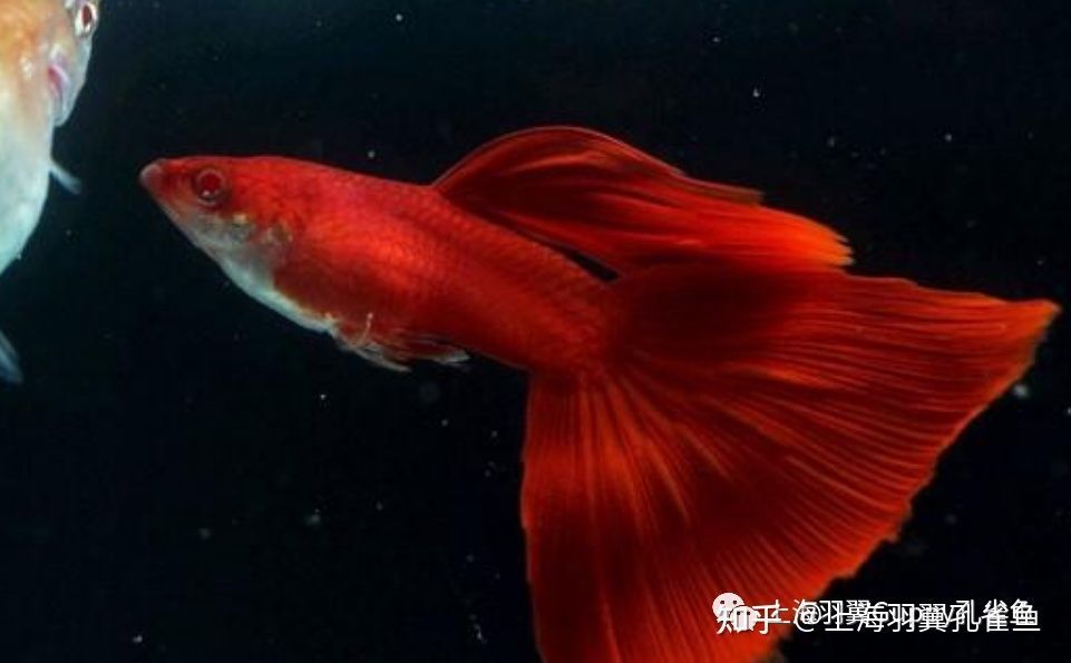 大型紅色觀賞魚有哪些種類的(大型紅色觀賞魚包括以下幾個(gè)種類及其特點(diǎn)及其特點(diǎn)) 廣州孟吉爾 第4張 大型紅色觀賞魚有哪些種類的(大型紅色觀賞魚包括以下幾個(gè)種類及其特點(diǎn)及其特點(diǎn)) 大型紅色觀賞魚有哪些種類的(大型紅色觀賞魚包括以下幾個(gè)種類及其特點(diǎn)及其特點(diǎn)) 廣州孟吉爾 第4張
