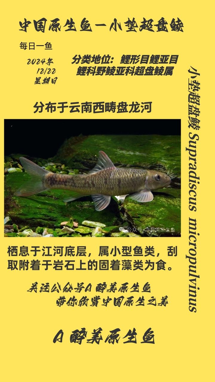 小墊超盤鯪