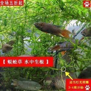 黃金貓魚爛鰓病預防措施（黃金貓魚爛鰓病治療方法黃金貓魚爛鰓病治療方法）