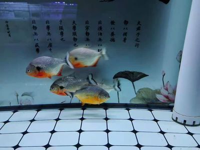 黃金貓魚爛鰓病預防措施（黃金貓魚爛鰓病治療方法黃金貓魚爛鰓病治療方法）