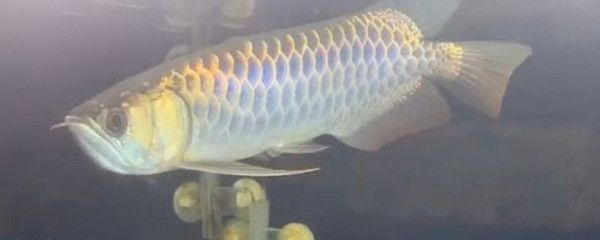 過背金龍魚價格表圖片：魚市過背金龍價格表