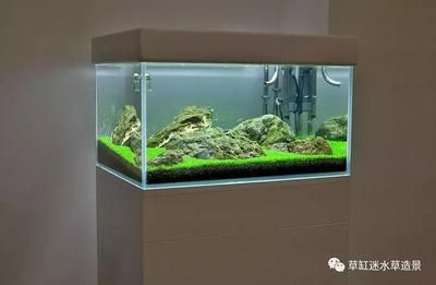 草缸養(yǎng)什么小型觀賞魚(yú)好看（適合草缸的一些小型觀賞魚(yú)推薦） 草缸養(yǎng)什么小型觀賞魚(yú)好看（適合草缸的一些小型觀賞魚(yú)推薦） 九鼎魚(yú)缸 第3張