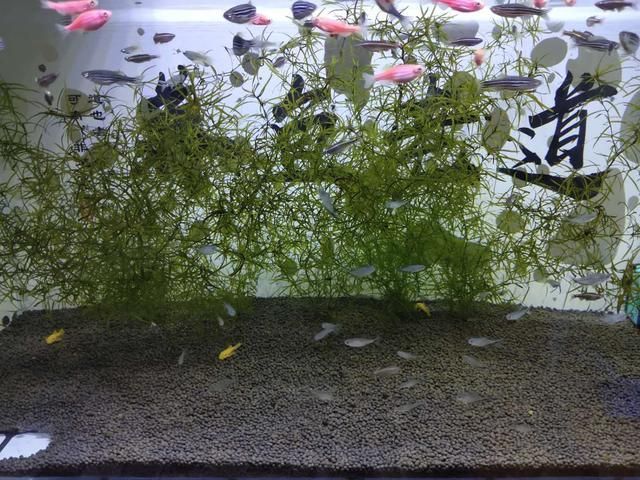 草缸養(yǎng)什么小型觀賞魚(yú)好看（適合草缸的一些小型觀賞魚(yú)推薦） 草缸養(yǎng)什么小型觀賞魚(yú)好看（適合草缸的一些小型觀賞魚(yú)推薦） 九鼎魚(yú)缸 第4張