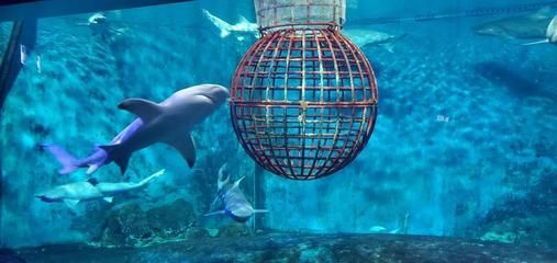 開個水族館大約多少錢一個月（開一個小型水族館的成本是多少？）