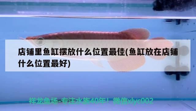 店鋪里魚缸擺放什么位置最佳(魚缸放在店鋪什么位置最好)