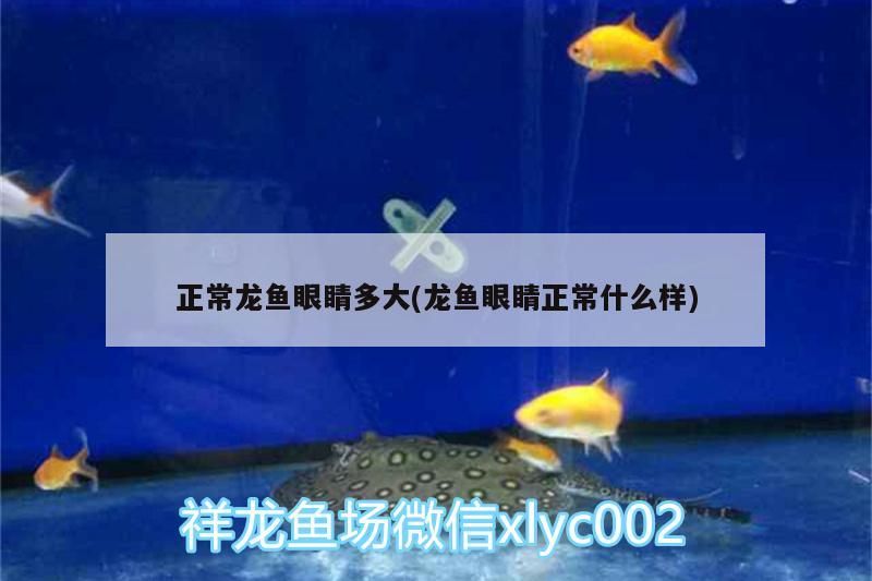 正常龍魚(yú)眼睛多大(龍魚(yú)眼睛正常什么樣)