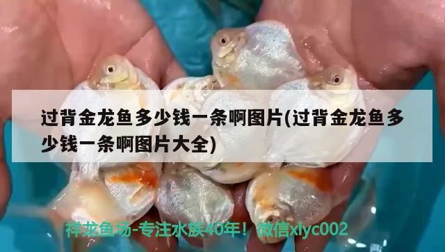 過背金龍魚多少錢一條啊圖片(過背金龍魚多少錢一條啊圖片大全)