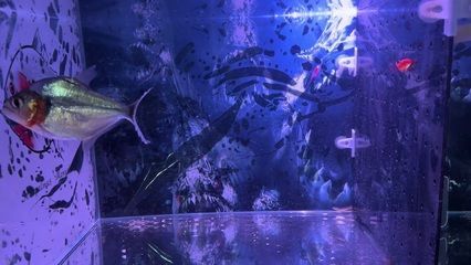 虎魚養多久才變黃：虎魚養多久變黃 虎魚養多久才變黃：虎魚養多久變黃 虎魚百科 第2張