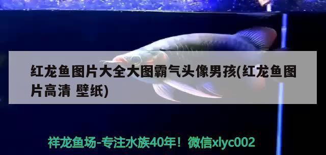 魚(yú)缸增氧氣泡聲音大（魚(yú)缸增氧聲音大怎么辦） 魚(yú)缸增氧氣泡聲音大（魚(yú)缸增氧聲音大怎么辦） 九鼎魚(yú)缸