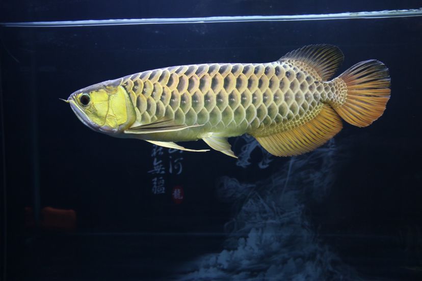 南長區(qū)姜繼芬水族店
