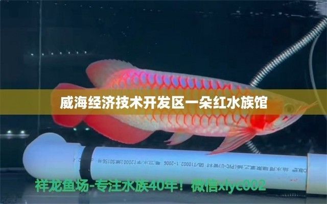祥龍水族館互動體驗項目（祥龍水族館互動體驗項目介紹） 祥龍水族館互動體驗項目（祥龍水族館互動體驗項目介紹） 水族館百科（水族館加盟） 第5張