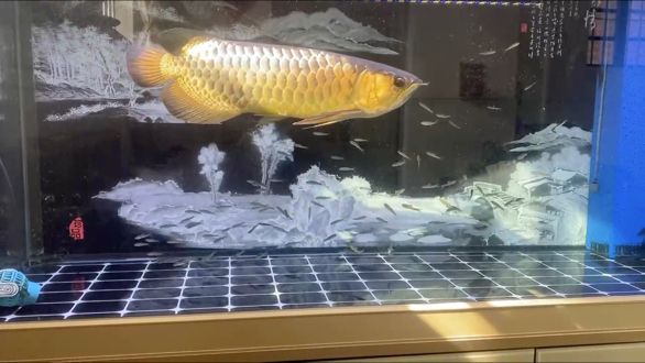 [keai]簽到 [keai]簽到 龍魚論壇
