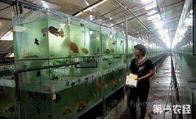 高價觀賞魚品種排名（名貴觀賞魚品種介紹）