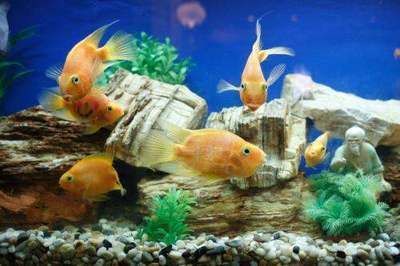 高價觀賞魚品種排名（名貴觀賞魚品種介紹）