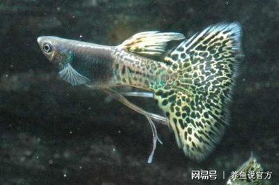 高價觀賞魚品種排名（名貴觀賞魚品種介紹）