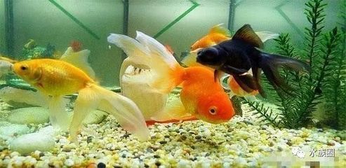 廣州水族批發市場有哪些魚類(廣州水族市場的歷史演變) 廣州孟吉爾 第1張 廣州水族批發市場有哪些魚類(廣州水族市場的歷史演變) 廣州水族批發市場有哪些魚類(廣州水族市場的歷史演變) 廣州孟吉爾 第1張
