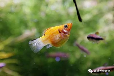 廣州水族批發市場有哪些魚類（廣州水族市場的歷史演變） 廣州水族批發市場有哪些魚類（廣州水族市場的歷史演變） 廣州孟吉爾 第3張