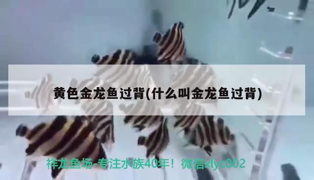 光特億q2檢測儀怎么樣（光特億ph檢測儀怎么樣）