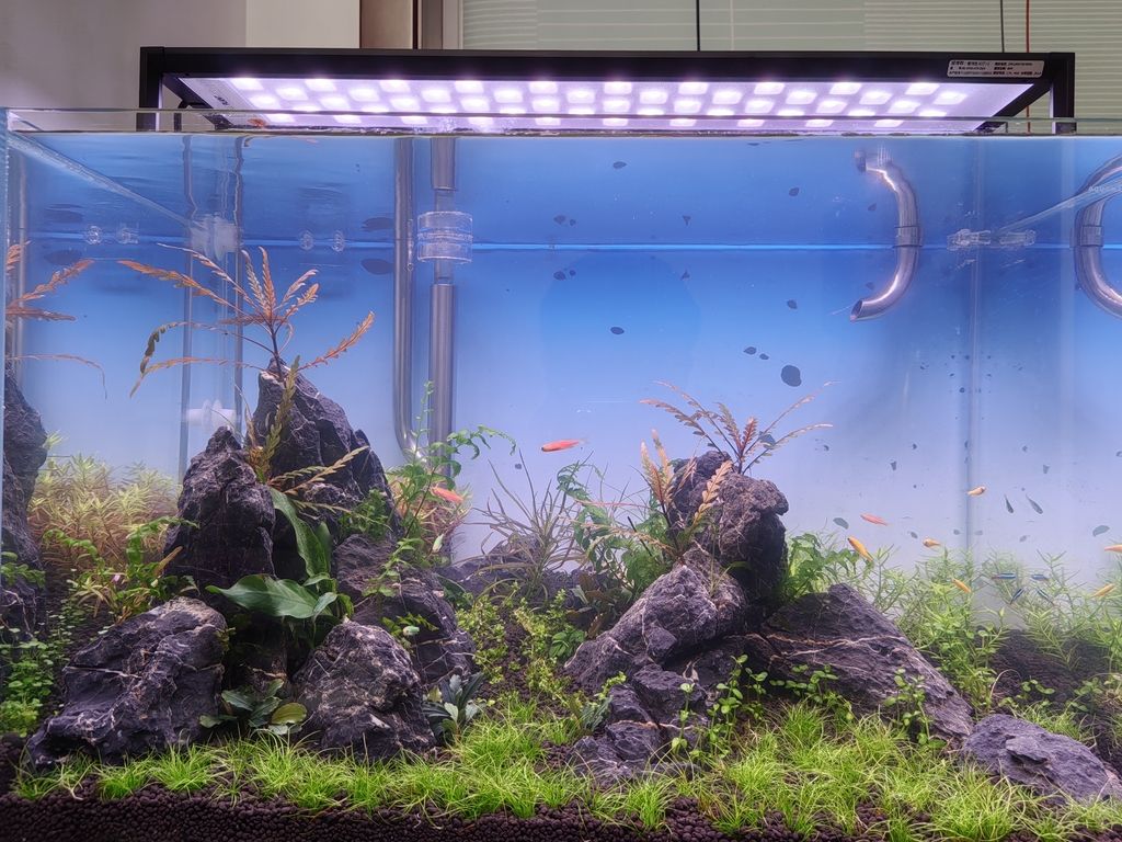 開缸第11天 龍魚論壇 開缸第11天 開缸第11天 龍魚論壇
