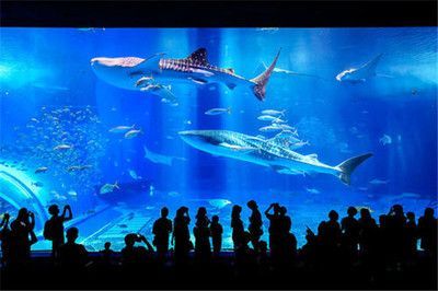 水族館運營:探討水族館的運營模式 水族館百科(水族館加盟) 第4張 水族館運營:探討水族館的運營模式 水族館運營:探討水族館的運營模式 水族館百科(水族館加盟) 第4張