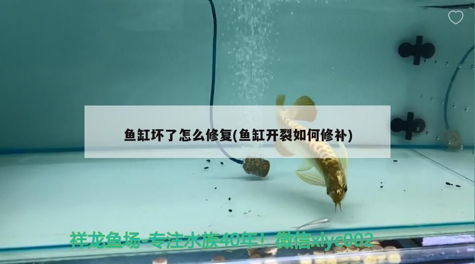 魚缸壞了怎么修復(fù)(魚缸開裂如何修補)