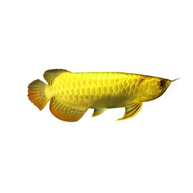 哪里有賣紅龍魚苗的
