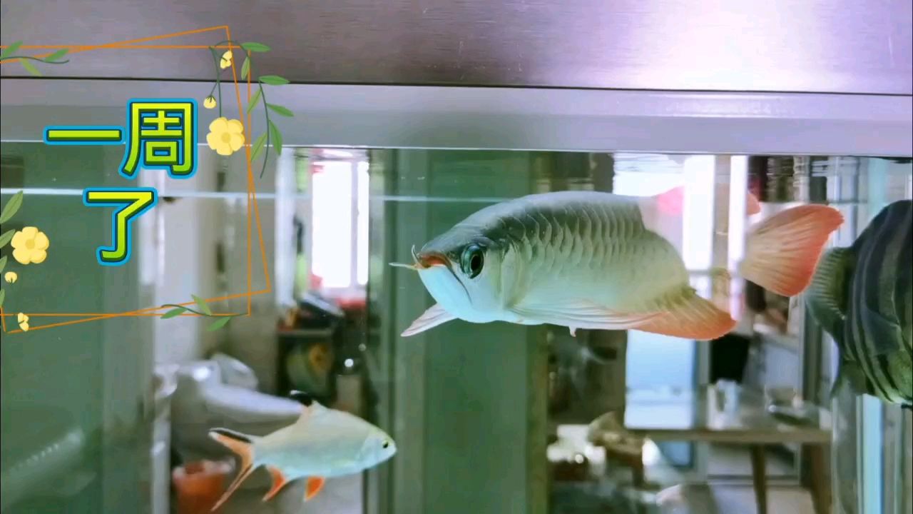 回來一周
