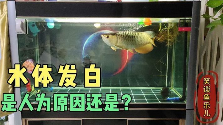 紅龍魚用黃燈烤有用嗎 生態盆景魚缸放達摩石好嗎(生態盆景魚缸放達摩石好嗎) 速倍妥魚糧魚藥 生態盆景魚缸放達摩石好嗎(生態盆景魚缸放達摩石好嗎) 生態盆景魚缸放達摩石好嗎(生態盆景魚缸放達摩石好嗎) 速倍妥魚糧魚藥