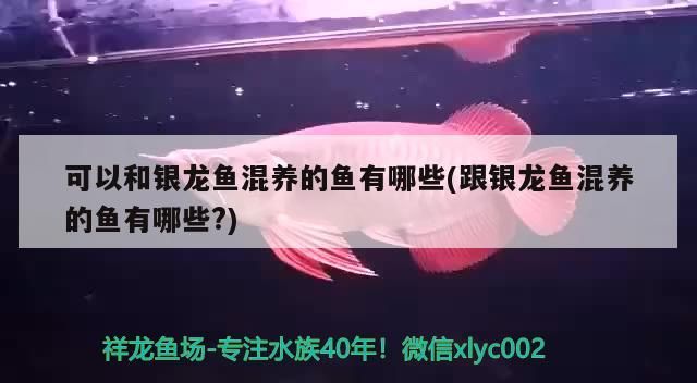 厚玻璃魚缸怎么敲碎(厚玻璃魚缸怎么敲碎視頻) 厚玻璃魚缸怎么敲碎(厚玻璃魚缸怎么敲碎視頻) 錦鯉魚百科