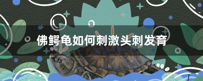 佛鱷龜如何刺激頭刺發育