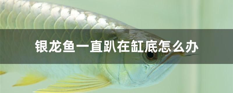 銀龍魚一直趴在缸底怎么辦