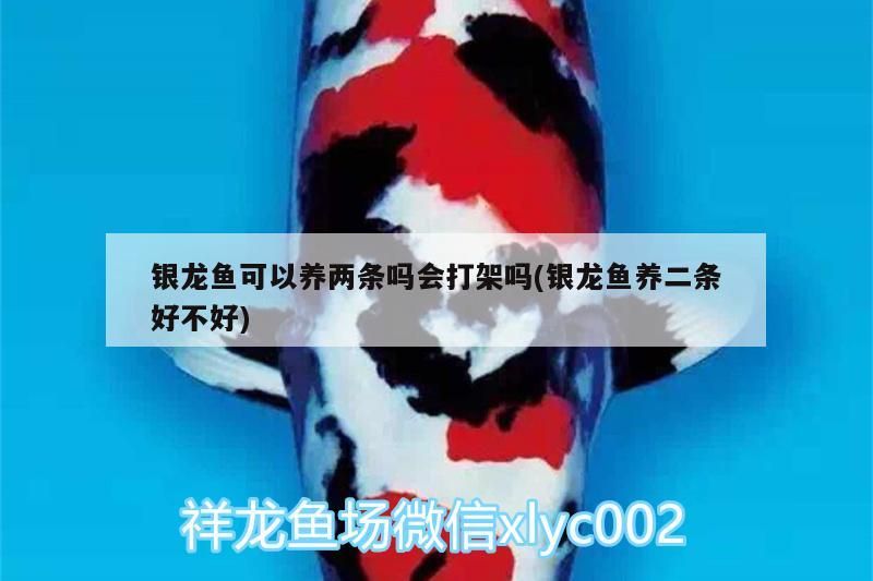 銀龍魚可以養兩條嗎會打架嗎(銀龍魚養二條好不好)