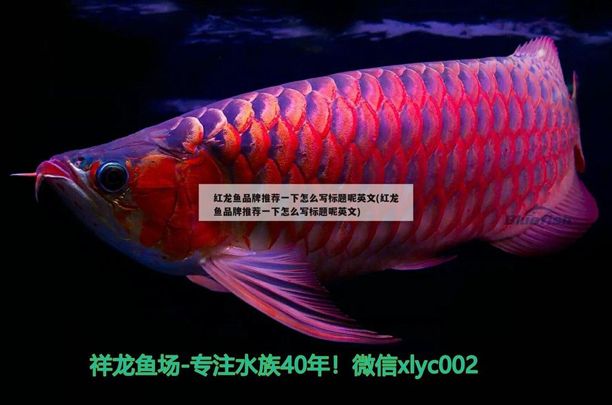 紅龍魚品牌推薦一下怎么寫標題呢英文(紅龍魚品牌推薦一下怎么寫標題呢英文)