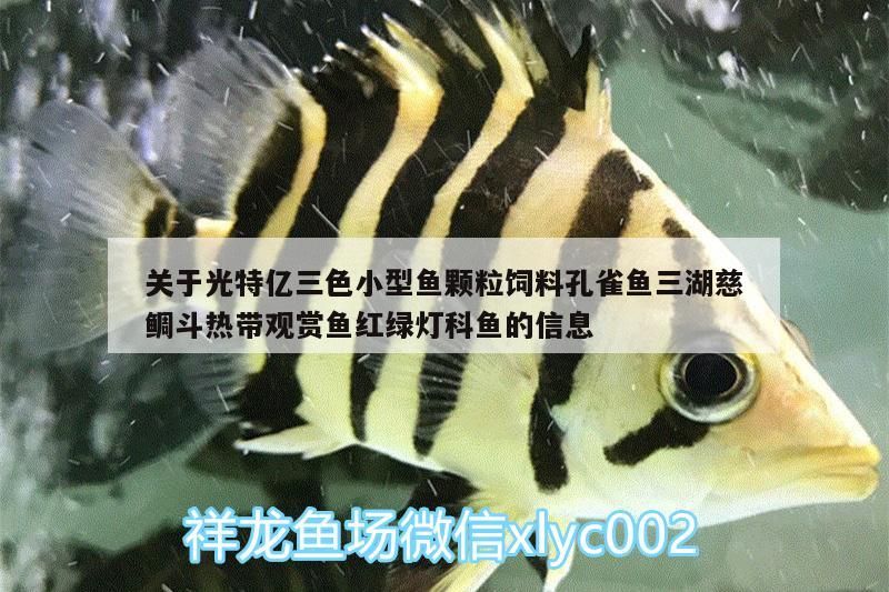 關于光特億三色小型魚顆粒飼料孔雀魚三湖慈鯛斗熱帶觀賞魚紅綠燈科魚的信息