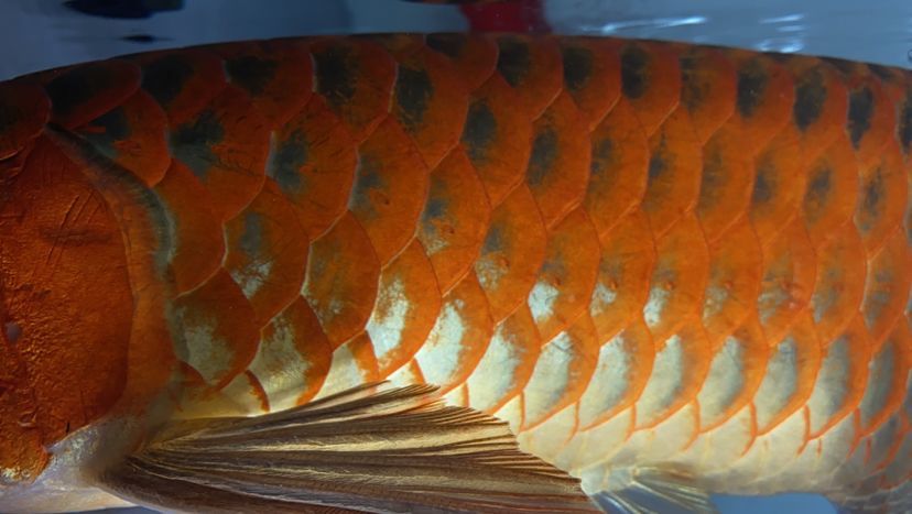 昭通水族批發市場孟吉爾~感受不一樣的發色模式 廣州孟吉爾 第3張 昭通水族批發市場孟吉爾~感受不一樣的發色模式 昭通水族批發市場孟吉爾~感受不一樣的發色模式 廣州孟吉爾 第3張