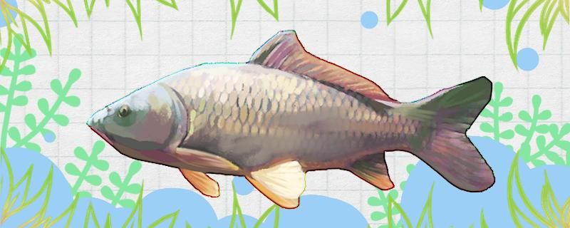 夏季可以野釣鯉魚(yú)嗎最佳方法是什么 夏季可以野釣鯉魚(yú)嗎最佳方法是什么 速倍妥魚(yú)糧魚(yú)藥