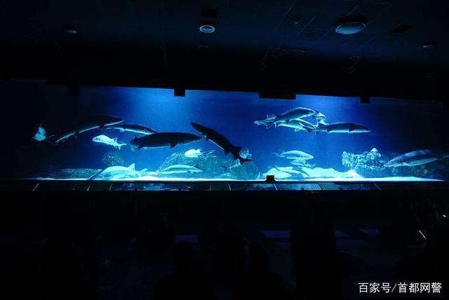 水族館好玩嗎現在還能去嗎（上海海洋水族館是一個適合各個年齡段游客的旅游目的地） 水族館好玩嗎現在還能去嗎（上海海洋水族館是一個適合各個年齡段游客的旅游目的地） 水族館百科（水族館加盟） 第2張