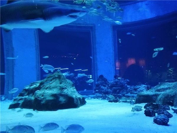 水族館好玩嗎現在還能去嗎（上海海洋水族館是一個適合各個年齡段游客的旅游目的地） 水族館好玩嗎現在還能去嗎（上海海洋水族館是一個適合各個年齡段游客的旅游目的地） 水族館百科（水族館加盟） 第3張