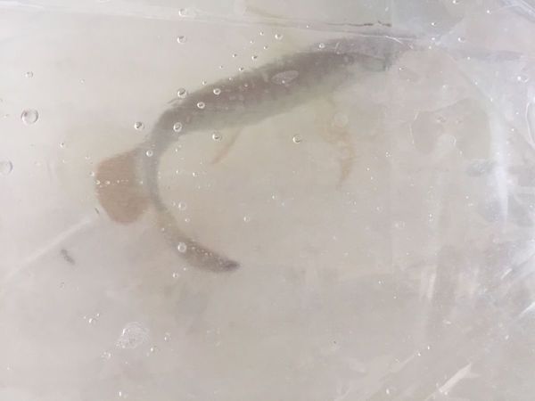 5a過背金龍魚好不好養活呢：5a過背金龍魚養殖難度 5a過背金龍魚好不好養活呢：5a過背金龍魚養殖難度 金龍魚百科 第1張