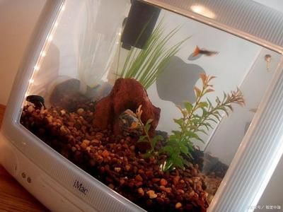 60的魚缸可以養多少魚：60厘米的魚缸可以養多少條魚